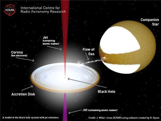 A model of the black hole system with the jets that have been found to contain atomic matter. (Credit: J. Miller-Jones (ICRAR) using software created by R. Hynes)